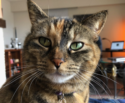 Pixel, my cat, looking at the camera